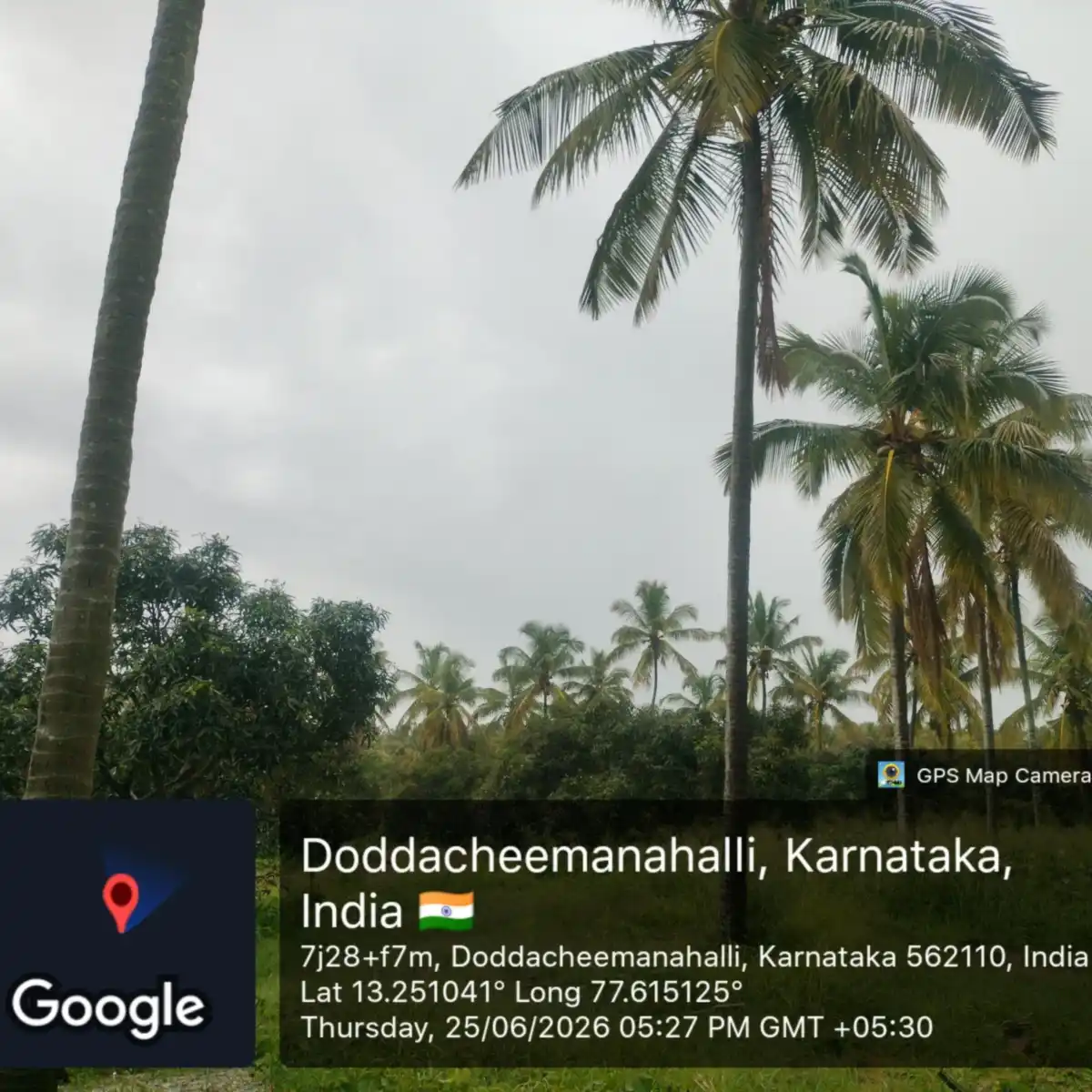 Assetz City of Palms coconut palms and mango trees on the site at Doddacheemanahalli Assetz City of Palms coconut palms and mango trees on the site at Doddacheemanahalli